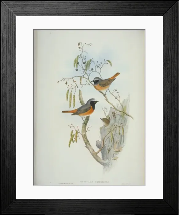 Framed Print : Phoenicurus phoenicurus, common redstart Framed Print : Phoenicurus phoenicurus, common redstart