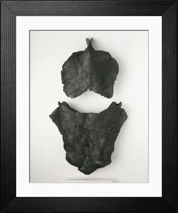 Framed Print : Dunkleosteus terrelli, fish Framed Print : Dunkleosteus terrelli, fish