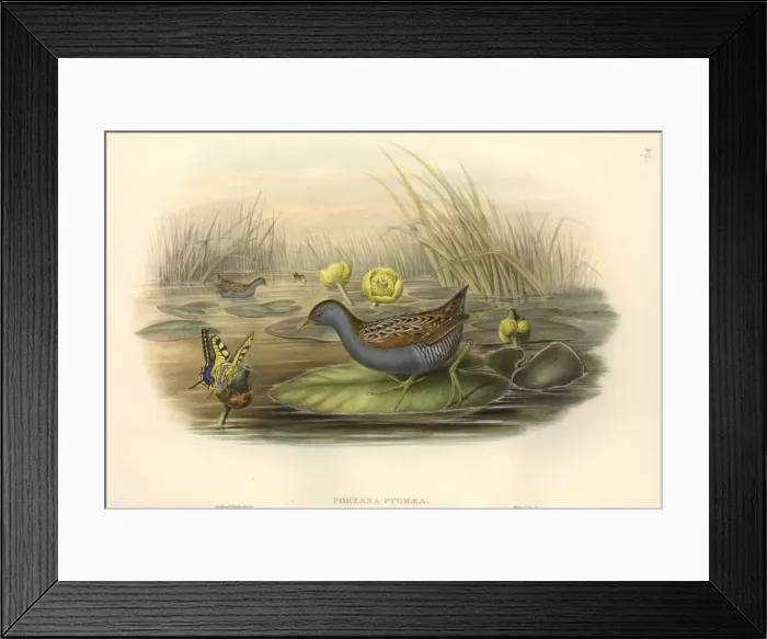 Framed Print : Porzana pusilla, Baillons crake Framed Print : Porzana pusilla, Baillons crake