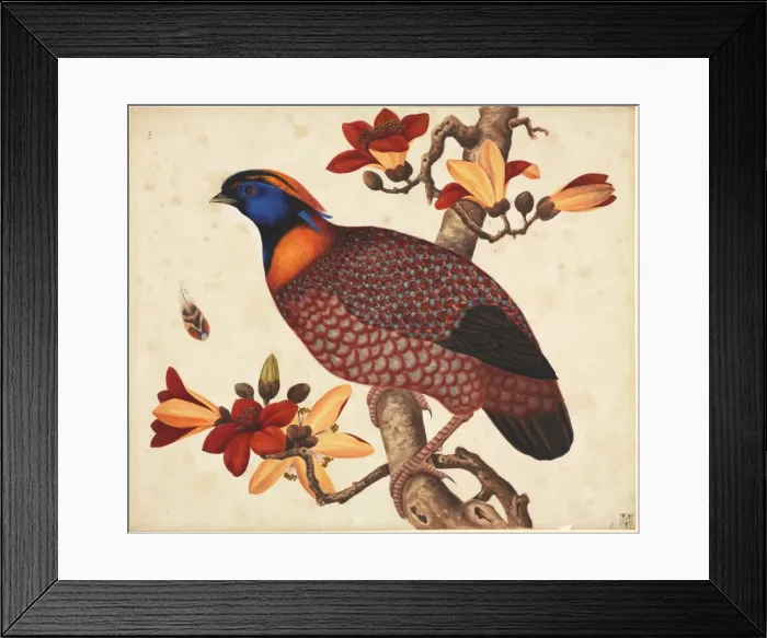 Framed Print : Tragopan temminckii, Temmincks tragopan Framed Print : Tragopan temminckii, Temmincks tragopan