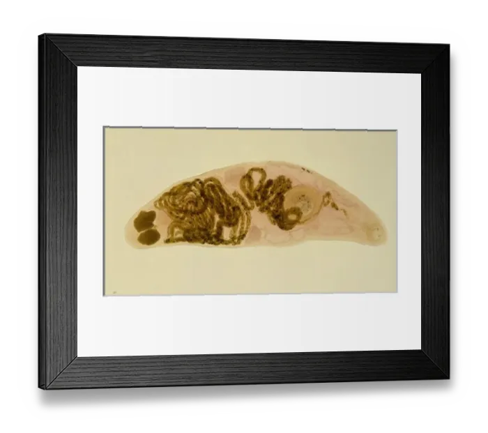 Framed Print : Halipegus hessleri, parasitic worm Framed Print : Halipegus hessleri, parasitic worm
