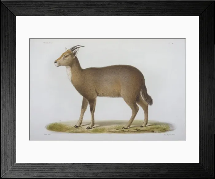 Framed Print : Antilope cinerea, Chinese goral Framed Print : Antilope cinerea, Chinese goral