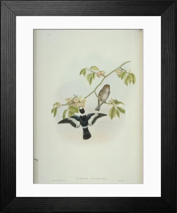 Framed Print : Ficedula albicollis, collared flycatcher Framed Print : Ficedula albicollis, collared flycatcher
