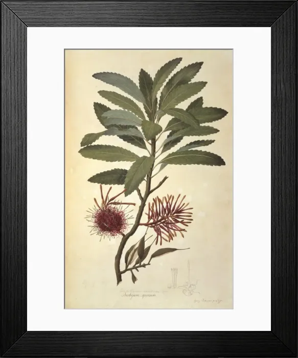 Framed Print : Knightia excelsa, rewarewa honeysuckle tree Framed Print : Knightia excelsa, rewarewa honeysuckle tree