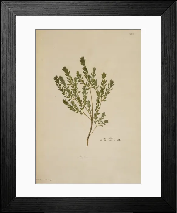 Framed Print : Leucopogon ruscifolius, bearded heath Framed Print : Leucopogon ruscifolius, bearded heath