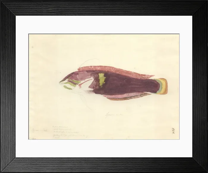 Framed Print : Lethrinus nebulosus, spangled emperor Framed Print : Lethrinus nebulosus, spangled emperor