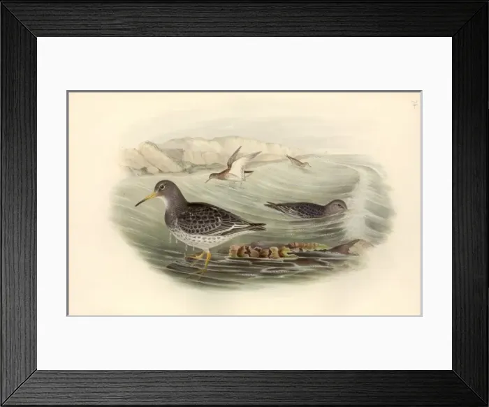 Framed Print : Calidris maritima, purple sandpiper Framed Print : Calidris maritima, purple sandpiper