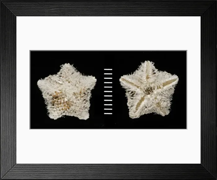 Framed Print : Pteraster acicula, starfish