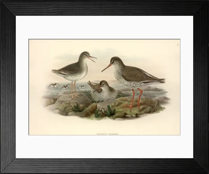 Framed Print : Tringa totanus, common redshank Framed Print : Tringa totanus, common redshank