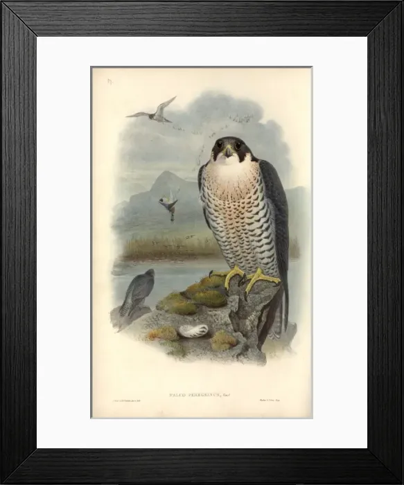 Framed Print : Falco peregrinus, peregrine falcon Framed Print : Falco peregrinus, peregrine falcon
