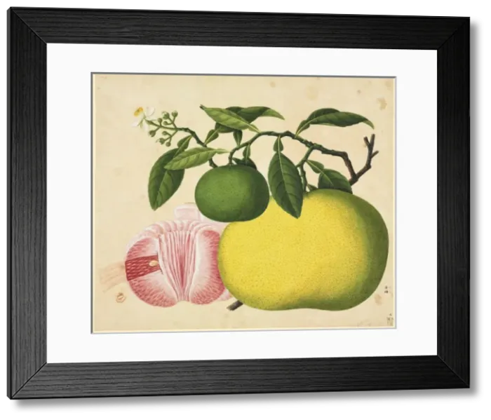 Framed Print : Flower Illustration from the Reeves Collection Framed Print : Flower Illustration from the Reeves Collection