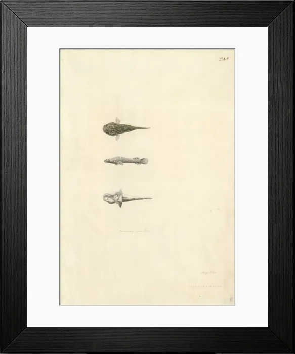 Framed Print : Trachelochismus pinnulatus, lumpfish Framed Print : Trachelochismus pinnulatus, lumpfish