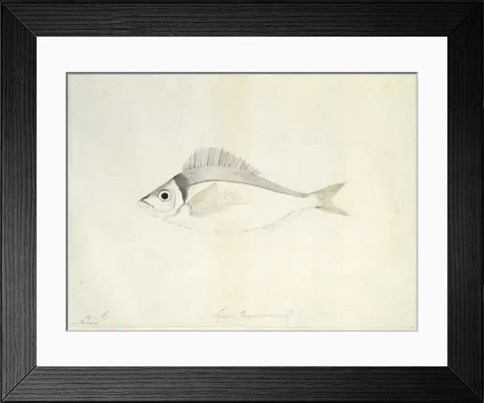 Framed Print : Nemadactylus macropterus, jackass worwong Framed Print : Nemadactylus macropterus, jackass worwong