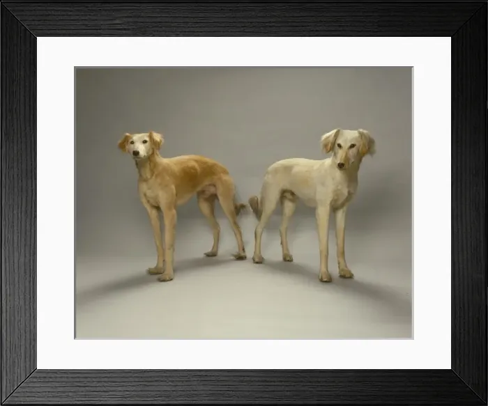 Framed Print : Canis lupus familiaris, dog Framed Print : Canis lupus familiaris, dog