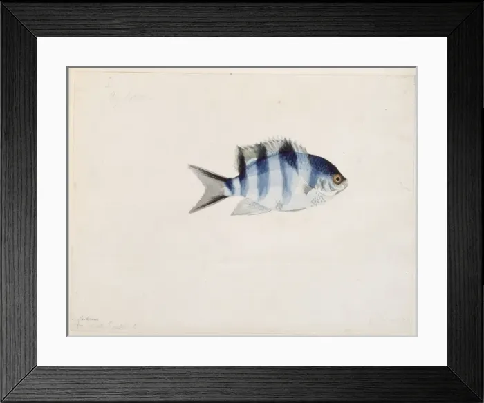 Framed Print : Abudefduf sexfasciatus, scissortail sergeant Framed Print : Abudefduf sexfasciatus, scissortail sergeant