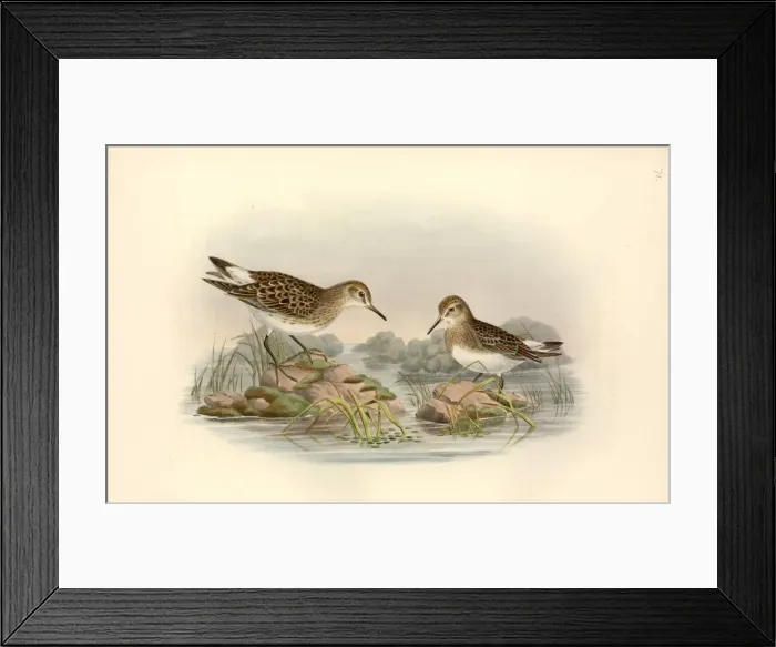 Framed Print : Calidris fuscicollis, white-rumped sandpiper Framed Print : Calidris fuscicollis, white-rumped sandpiper