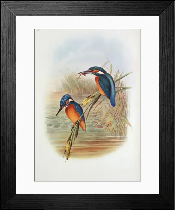Framed Print : Alcedo atthis, common kingfisher Framed Print : Alcedo atthis, common kingfisher