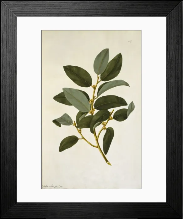 Framed Print : Myristica insipida, nutmeg Framed Print : Myristica insipida, nutmeg