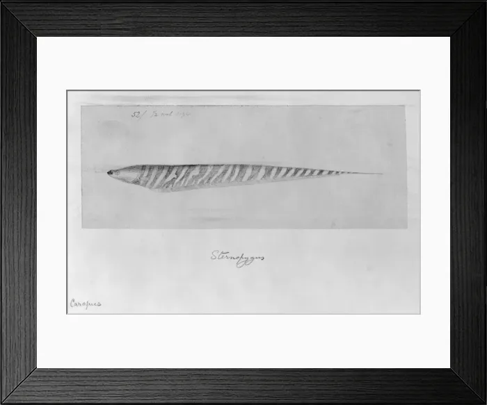 Framed Print : Gymnotus carapo, banded knifefish Framed Print : Gymnotus carapo, banded knifefish