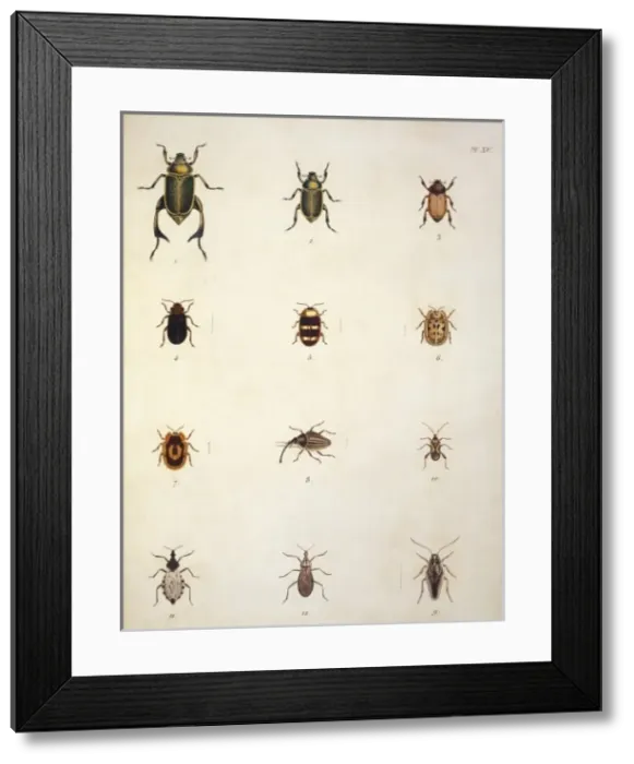 Framed Print : Illustration of beetles Framed Print : Illustration of beetles