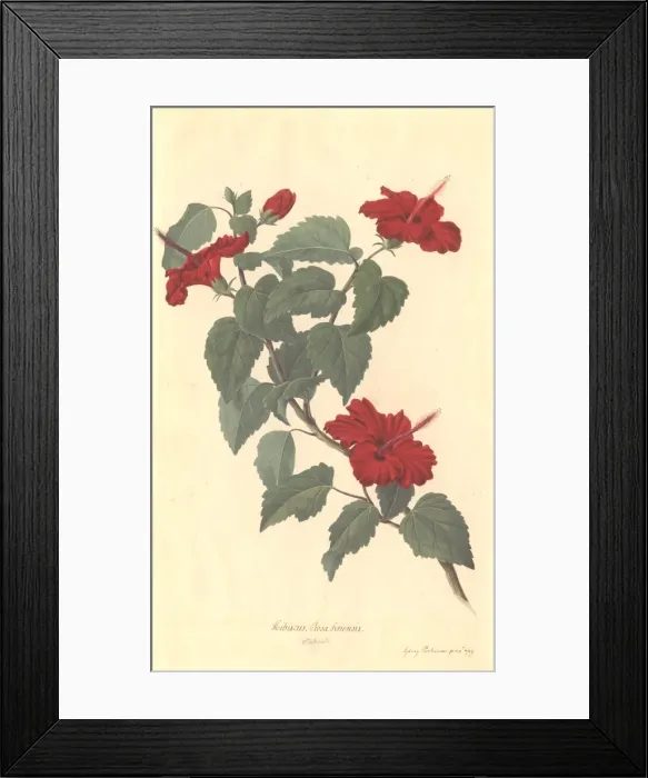 Framed Print : Hibiscus rosa-sinensis, rose of China Framed Print : Hibiscus rosa-sinensis, rose of China