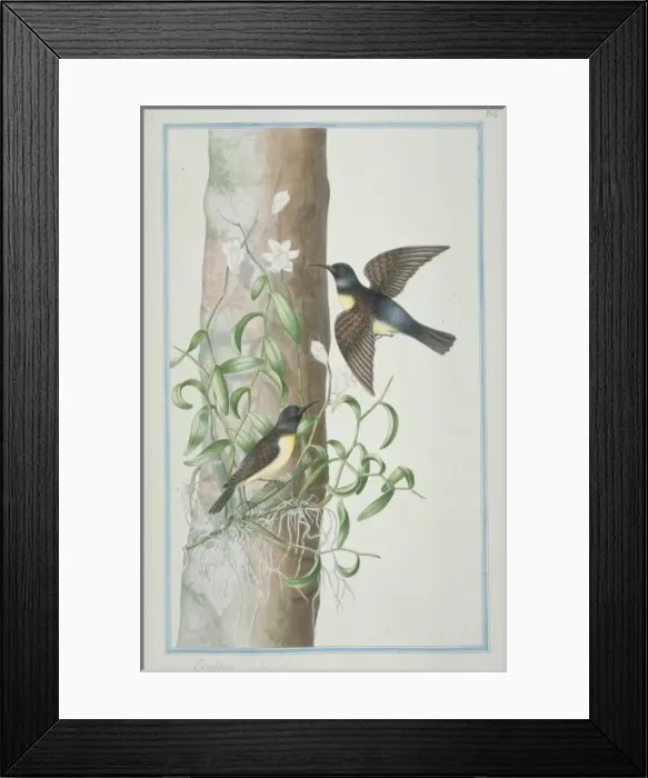 Framed Print : Leptocoma zeylonicus, purple-rumped sunbird Framed Print : Leptocoma zeylonicus, purple-rumped sunbird