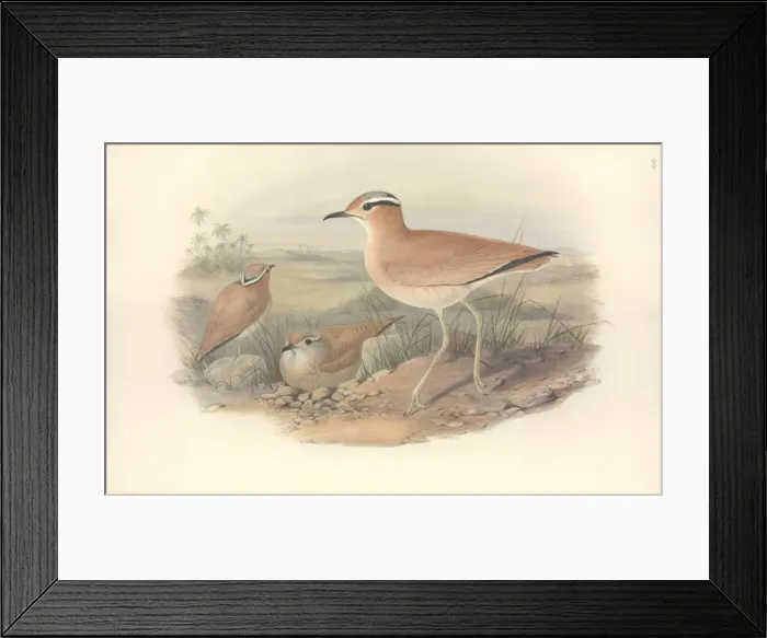 Framed Print : Cursorius cursor, cream-coloured courser Framed Print : Cursorius cursor, cream-coloured courser