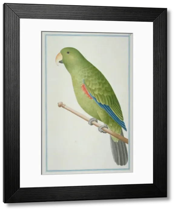 Framed Print : Eclectus roratus, eclectus parrot Framed Print : Eclectus roratus, eclectus parrot