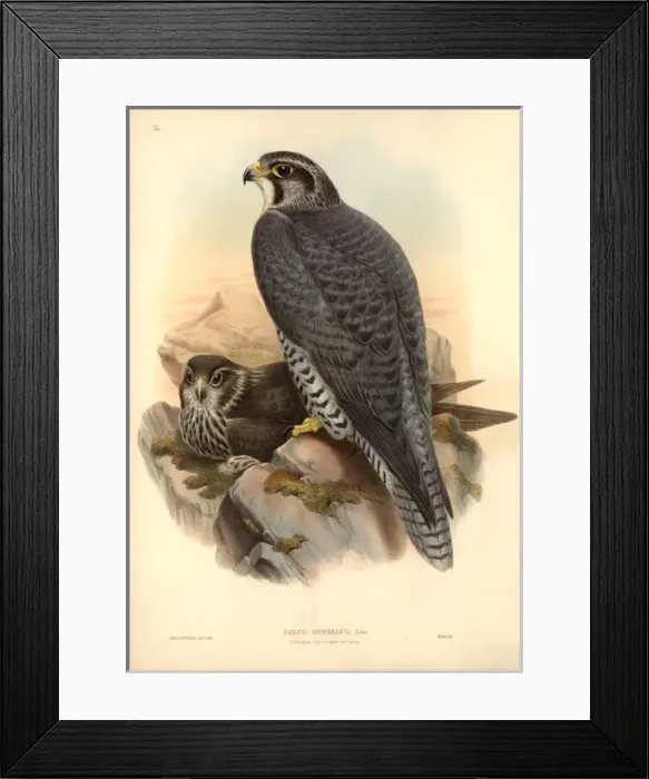 Framed Print : Falco rusticolus, gyrfalcon Framed Print : Falco rusticolus, gyrfalcon