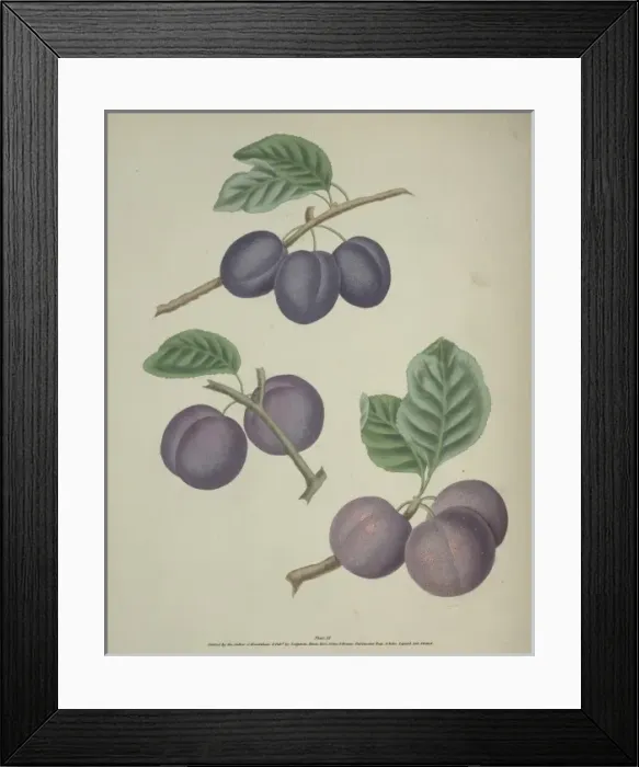 Framed Print : The Plum. Three varieties of the Plum, the upper is the Precos De Tours Framed Print : The Plum. Three varieties of the Plum, the upper is the Precos De Tours