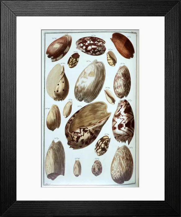 Framed Print : Collection of shells Framed Print : Collection of shells