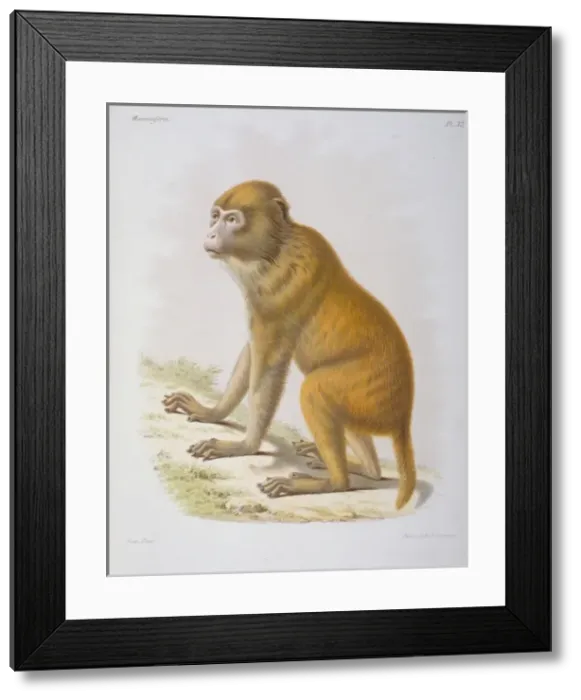 Framed Print : Macacus tcheliensis, macaquc Framed Print : Macacus tcheliensis, macaquc