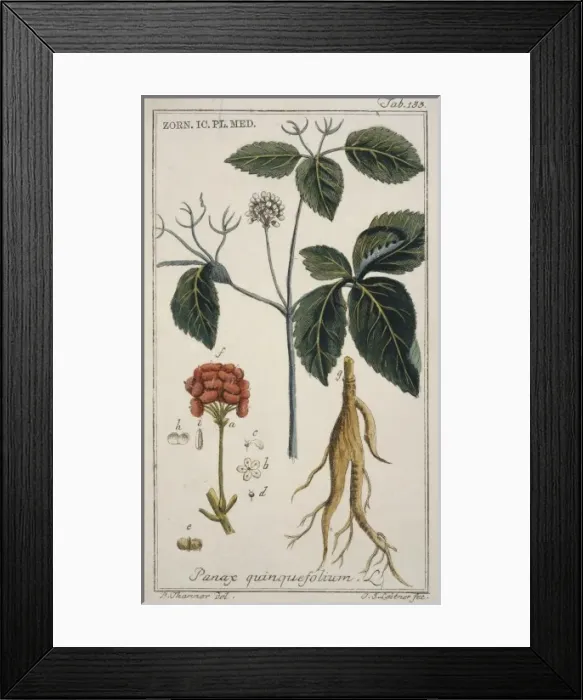 Framed Print : Panax quinquefolium, ginseng Framed Print : Panax quinquefolium, ginseng