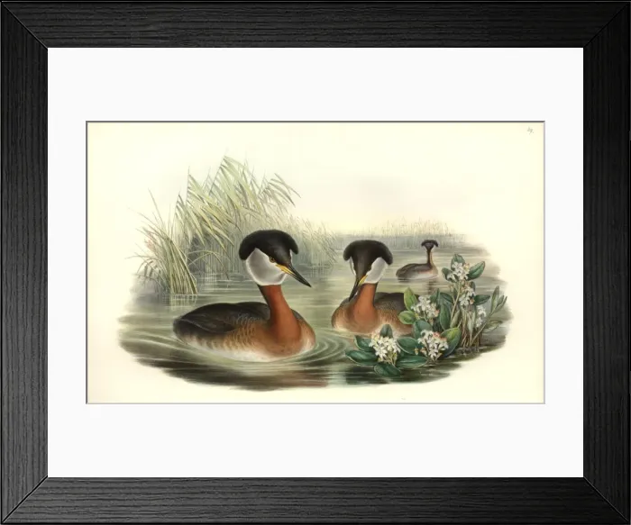 Framed Print : Podiceps grisegena, red-necked grebe Framed Print : Podiceps grisegena, red-necked grebe