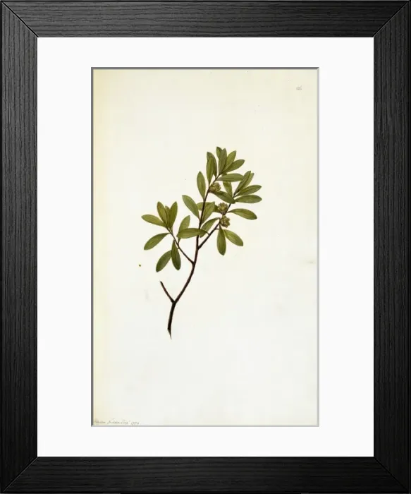 Framed Print : Leptospermum fabricia, tea-tree Framed Print : Leptospermum fabricia, tea-tree