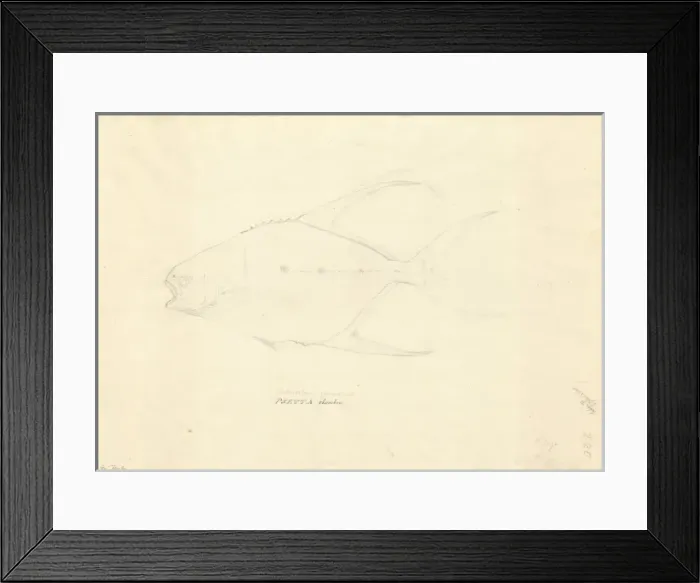 Framed Print : Trachinotus goreensis, longfin pompano Framed Print : Trachinotus goreensis, longfin pompano