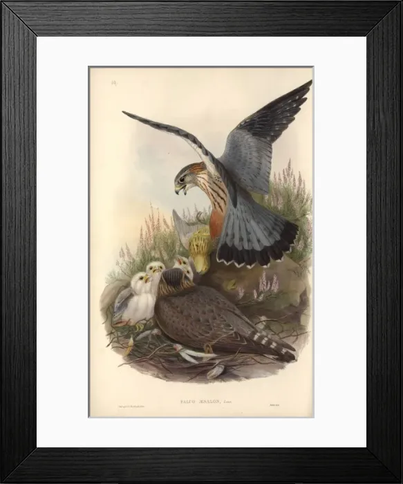 Framed Print : Falco columbarius, merlin Framed Print : Falco columbarius, merlin