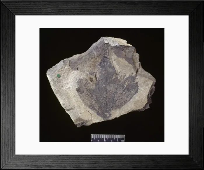 Framed Print : Platanus latifolia, fossil plane tree leaf Framed Print : Platanus latifolia, fossil plane tree leaf
