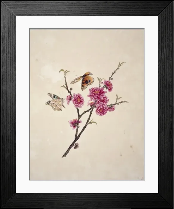Framed Print : Flower Illustration from the Reeves Collection Framed Print : Flower Illustration from the Reeves Collection