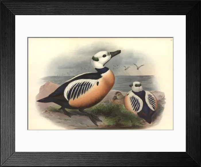 Framed Print : Polysticta stelleri, Stellers eider Framed Print : Polysticta stelleri, Stellers eider