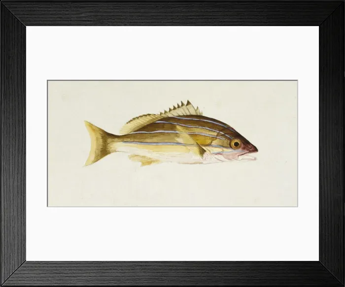 Framed Print : Lutjanus kasmira, bluestripe seaperch Framed Print : Lutjanus kasmira, bluestripe seaperch