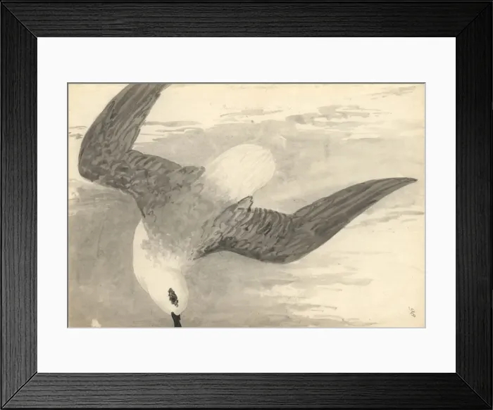 Framed Print : Pterodorma lessonii, white-headed petrel Framed Print : Pterodorma lessonii, white-headed petrel