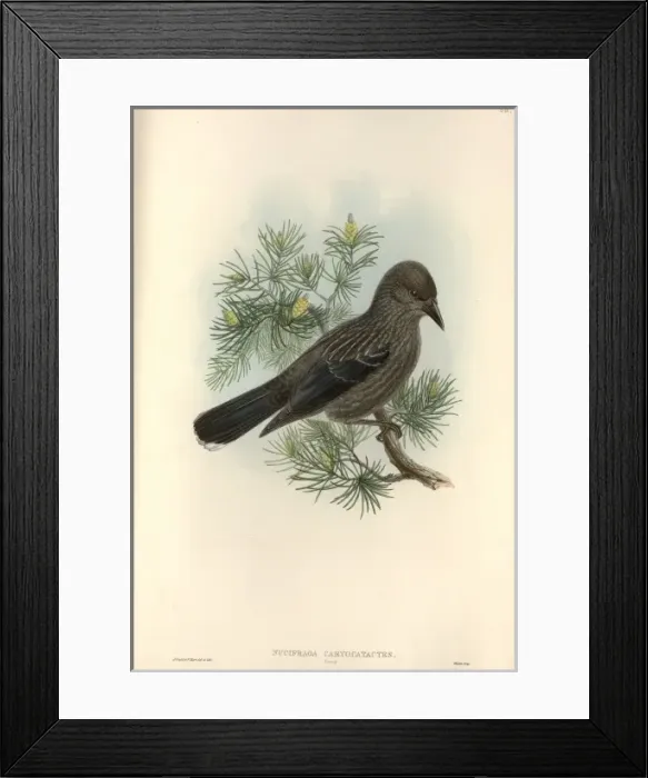 Framed Print : Nucifraga caryocatactes, Eurasian nutcracker Framed Print : Nucifraga caryocatactes, Eurasian nutcracker