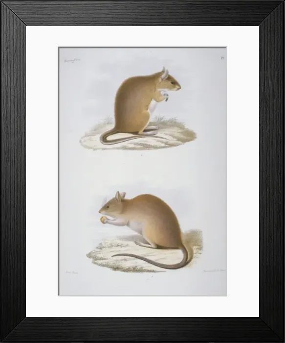 Framed Print : Mus humiliatus and Mus confucianus Framed Print : Mus humiliatus and Mus confucianus
