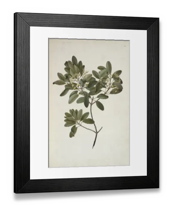 Framed Print : Acronychia laevis, hard aspen Framed Print : Acronychia laevis, hard aspen