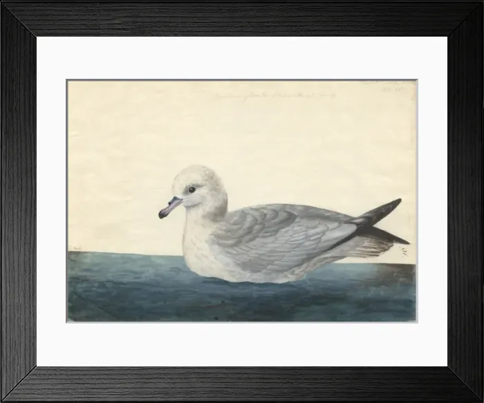 Framed Print : Fulmarus glacialoides, southern fulmar Framed Print : Fulmarus glacialoides, southern fulmar