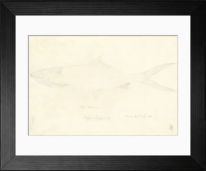 Framed Print : Chanos chanos, milkfish Framed Print : Chanos chanos, milkfish