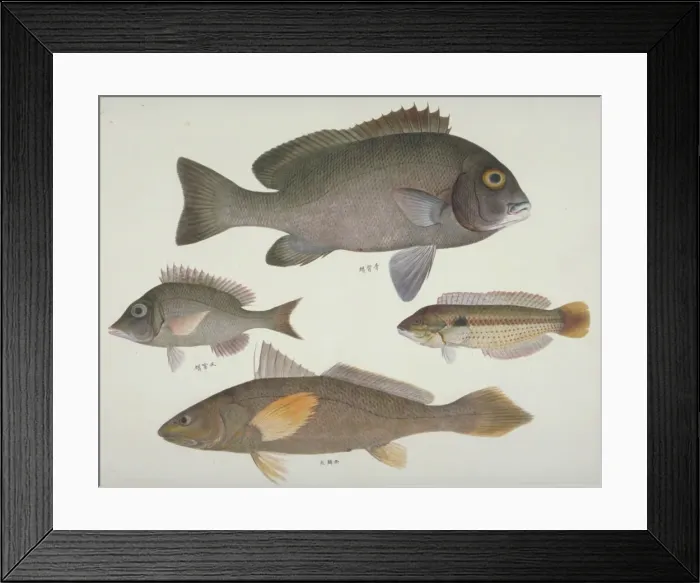 Framed Print : Plate106 from the John Reeves Collection Framed Print : Plate106 from the John Reeves Collection