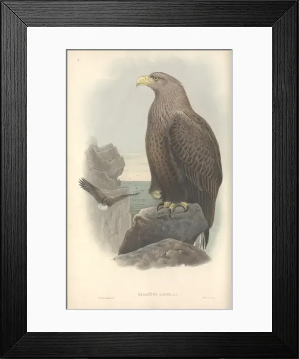 Framed Print : Haliaeetus albicilla, white-tailed sea eagle