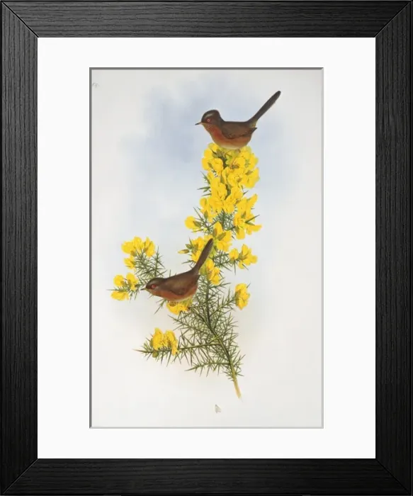 Framed Print : Sylvia undata, Dartford warbler Framed Print : Sylvia undata, Dartford warbler